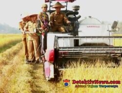 Bupati Pringsewu Panen Raya Corporate Farming Di Pekon Pujodadi 