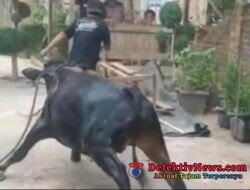 Terperosok ke Dalam Sumur, Seekor Sapi di Way Ngison Berhasil Dievakuasi Damkarmat Pringsewu